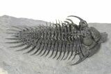 Spiny Comura Trilobite - Very Large Specimen #251441-1